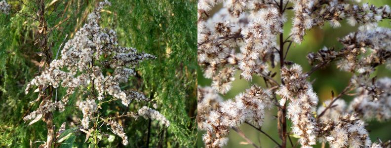[Two images spliced together. One the left is a view of the entier top of the plant. All the yellow blooms are gone and replaced completely with white cotton-like blooms. It's as if all the yellow turned white. On the right is a close view of the small white puffs.]